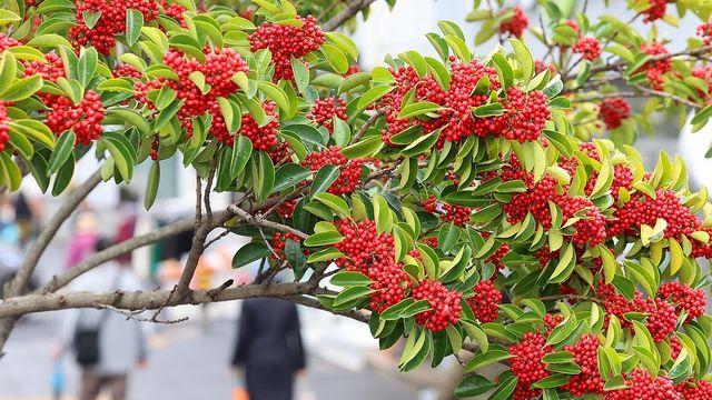 제주 맑다가 차차 구름 많아져…낮 최고 14∼16도