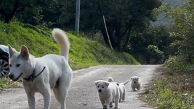 귀여운 백구 가족