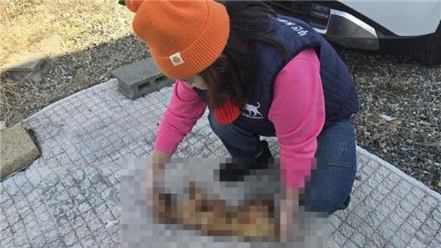 부산서 훼손되고 불에 탄 고양이 사체 발견…경찰 수사