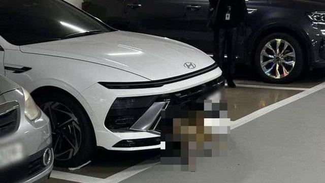 범퍼에 고라니 끼운 채 주차장까지…