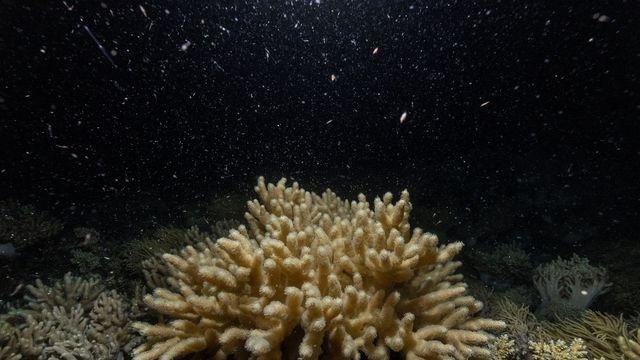 [여행소식] 호주 퀸즐랜드주관광청 