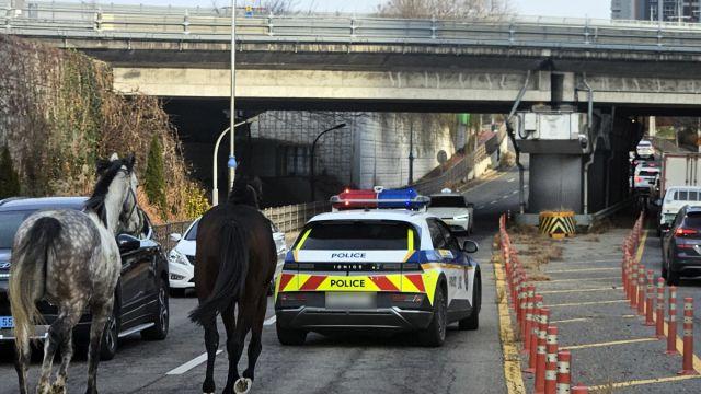 평택 신대동서 말 2마리 도로 활보 소동