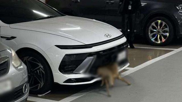 죽은 고라니 매단 채 운전…“이걸 몰랐다?” 온라인 갑론을박