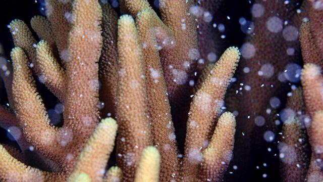 경이로운 풍경...호주 그레이트 배리어 리프 바닷속에 ‘분홍 눈보라’가 내렸다