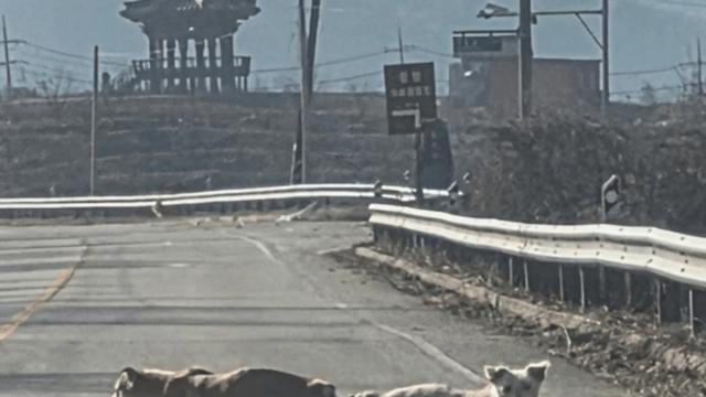 오늘자 강아지 학대 근황 ㄷㄷ