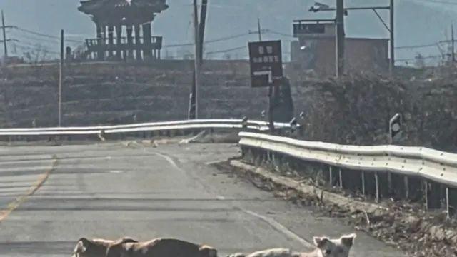 오늘자 동물학대 현장