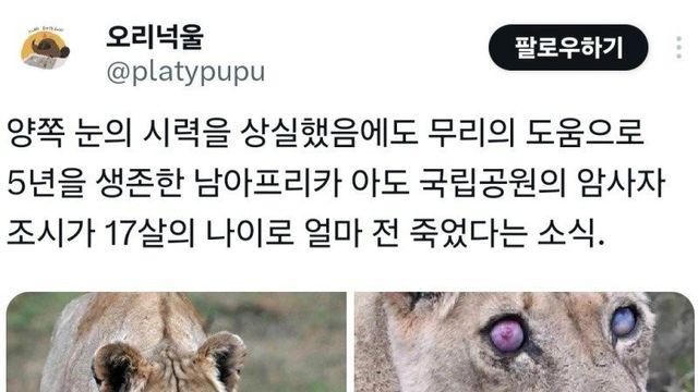 시력을 잃고도 천수를 누리다 죽은 야생 사자.jpg