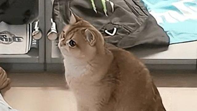 개냥이의 정석 꾸꾸