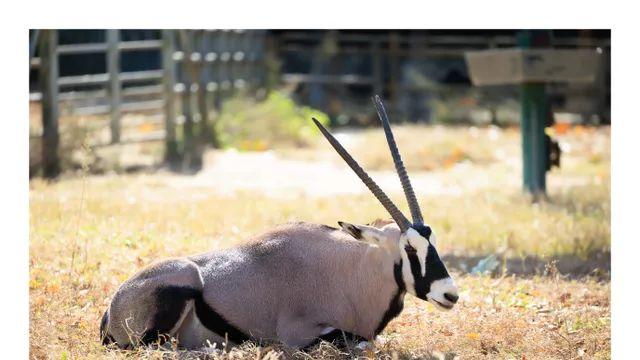 알아빠 동물원 작례