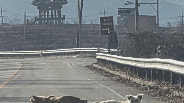 충격과 공포의 최근 강아지 학대 근황