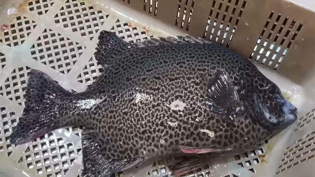 돌돔 뺨 치는데 훨씬 싸다... 아는 사람만 먹는다는 '지금 제일 싼 생선'