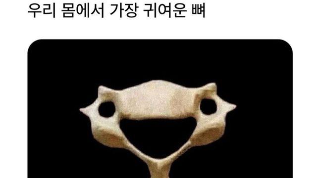 우리 몸에서 제일 귀여운 뼈