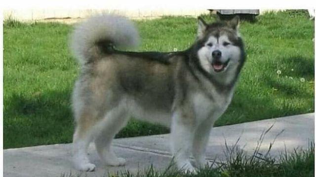 말라뮤트와 허스키 강아지 쉽고 빠르게 구별하는 법