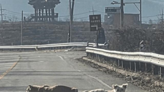 미친 강아지 학대.JPG