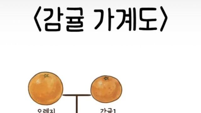 의외로 잘 모르는 귤 집안 족보