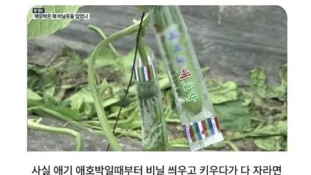 애호박의 원래 모습.,,