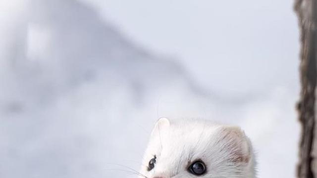 가장 작고 귀여운 포유류.jpg