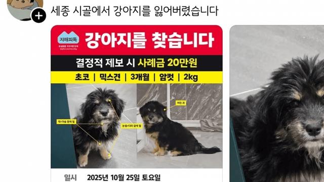 실종된 강아지 후기