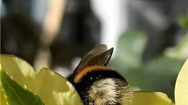 귀여운 호박벌.mp4,,