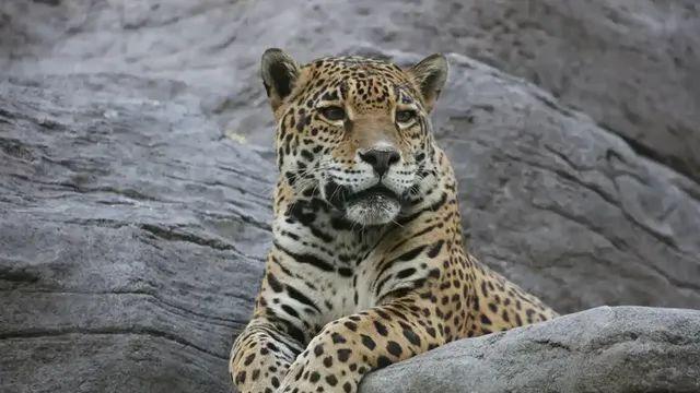 미국에서 아주 가끔 발견되는 희귀한 동물,,