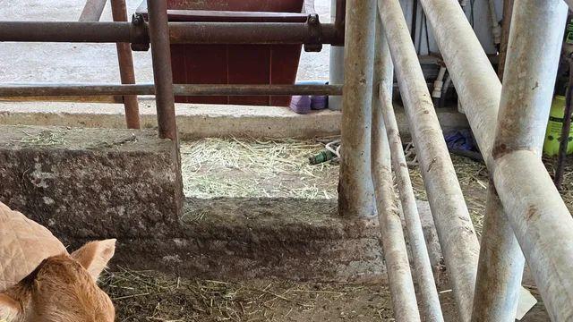 겨울 준비하는 송아지들