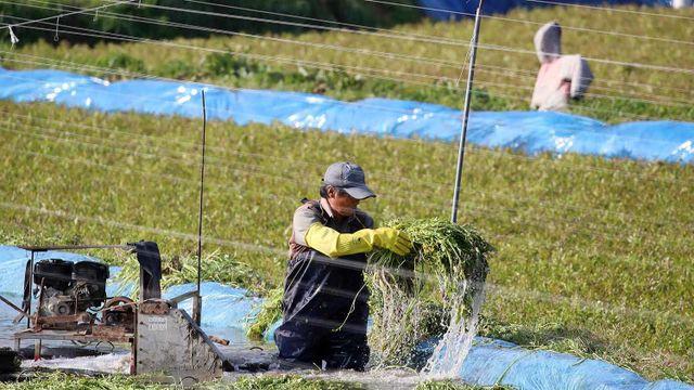 日 농가 사로잡은 한국 채소 인기