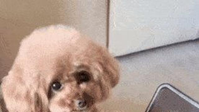 사료 그만 덜어내라는 댕댕이