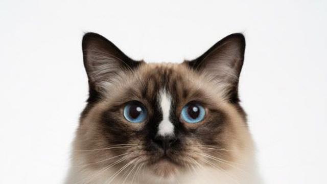 헤어진 동거 커플의 고양이 소유권 소송戰…결론은?