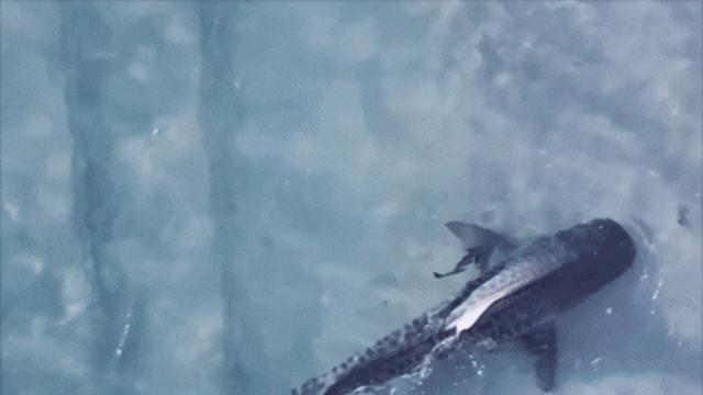 호주 해변서 마주친 상어와 강아지…서로 놀라 줄행랑 (영상)