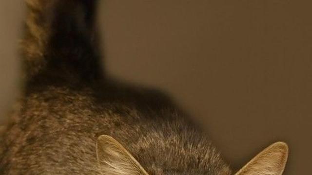 허리케인으로 실종됐던 고양이, 443일만에 가족과 재회한 사연