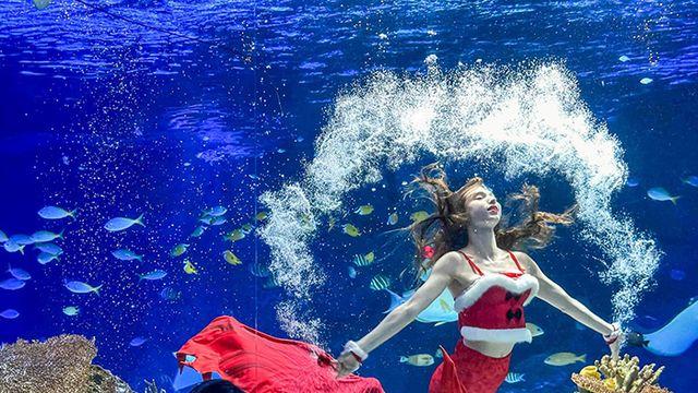 [연말 가볼 만한 곳] 아쿠아플라넷, 연말 맞이 이색 공연 풍성...일산·광교·제주·여수 각기 다른 콘텐츠 마련