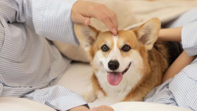 “이혼 시 반려동물은 '재산' 아닌 '가족'
