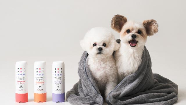 겨울 산책 후가 더 중요하다…반려견을 위한 진짜 ‘애프터 케어’의 기준