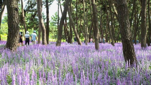 맥문동 꽃 축제, 서천 일품축제 됐는데…증액편성 예산 1억원↓