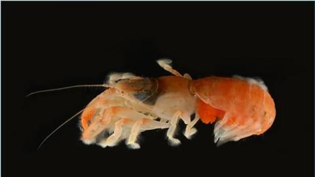 서귀포 앞바다서 세계 첫 신종 '쏙류' 발견…수천개체 서식