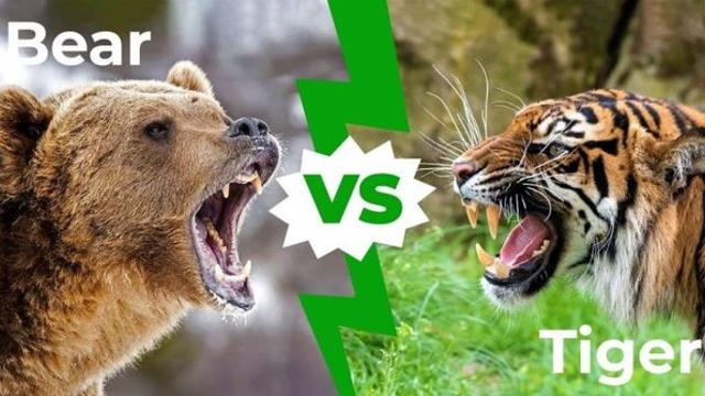 곰 VS 호랑이, 싸우면 누가 이길까?