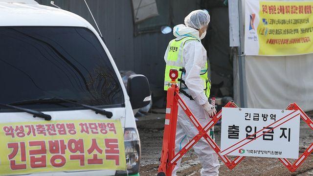 계란값 8% 올랐는데…산란계 AI 늘어 수급 불안 우려