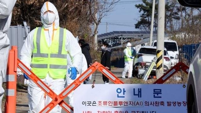 '작년의 10배' 조류독감 비상...정부 