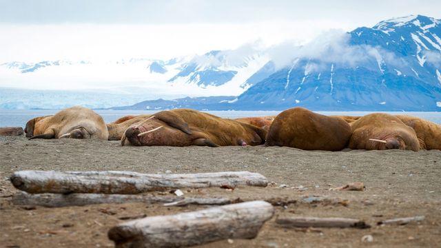 “한 마리도 보기 힘든데…” 수천 마리가 상륙해 해변을 뒤덮었다는 '멸종위기종'