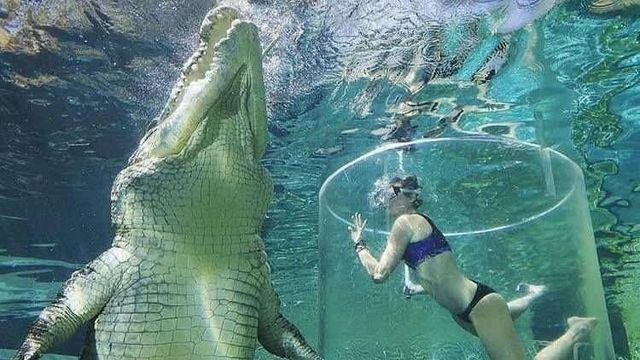 호주 바다악어 근황