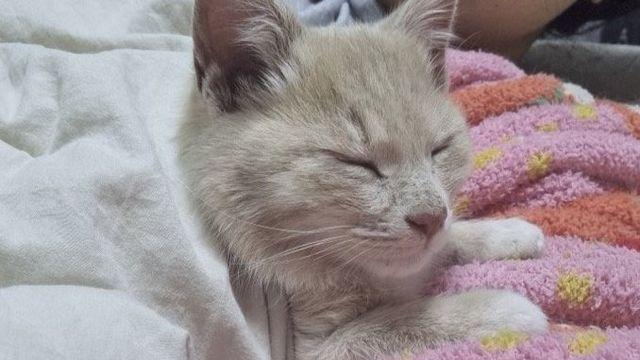 밥 챙겨줬던 길냥이가 갑자기 나한테 애기 맡기고 감