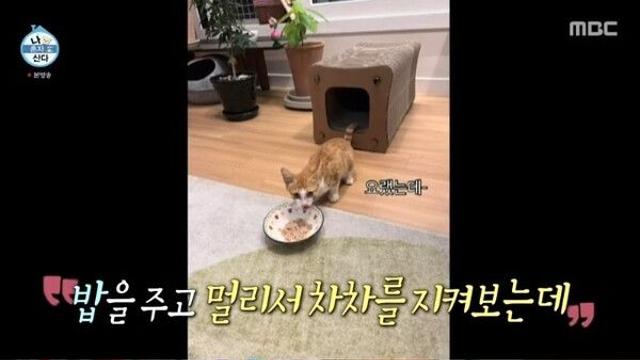 '나 혼자 산다' 옥자연, 실명 위기 길고양이 구조 및 입양...얼굴만큼 아름다운 마음씨