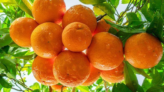 “귤이랑 똑같아 보였는데…” 한 입 베어 물자 식감부터 다르다는 ‘한국 과일’