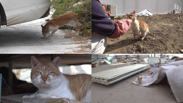 뒷다리 절단된 채 따돌림까지 당하는 고양이…무슨 일? (동물농장)