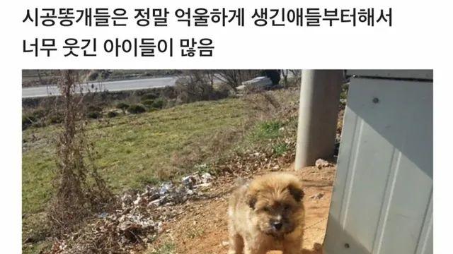 시골지역 출장가서 곰 만난 썰