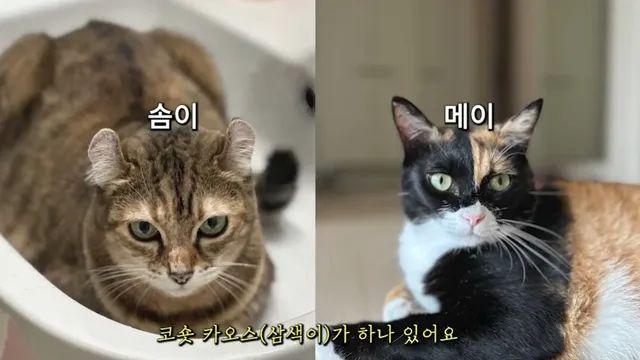 고양이 탐정이 진짜 탐정인 이유