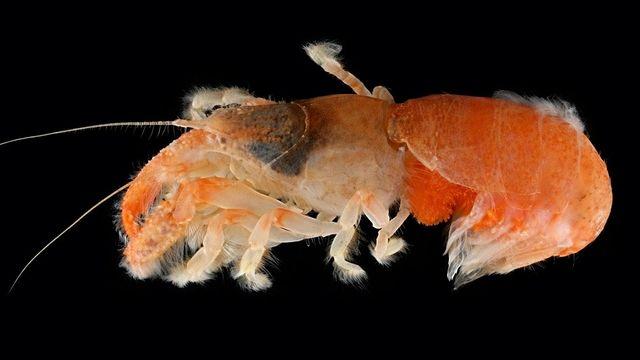 이게 뭐지?…세계서 처음으로 한국서 발견된 ‘신종 생명체’ 정체