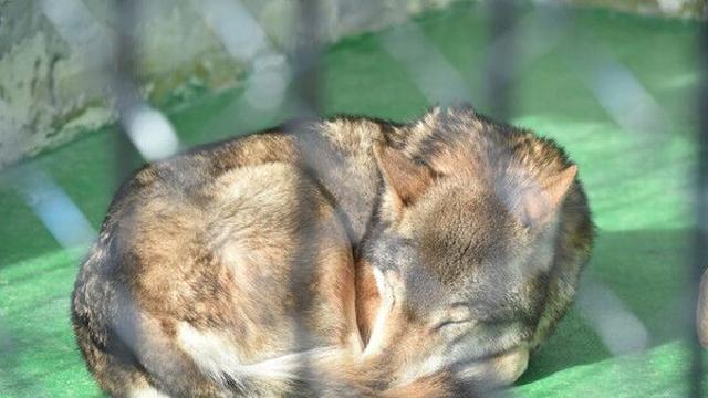 日 동물원에서 늑대 탈주 후 포획