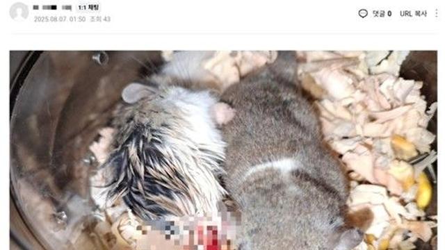 햄스터 강제 합사·잔혹 학대 생중계…경찰, 수사 착수
