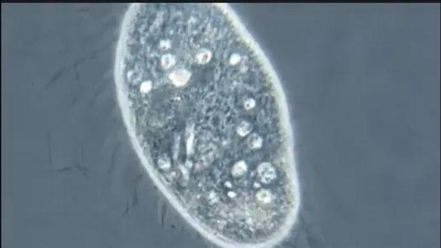 현미경으로 봐야 보이는 짚신 벌레의 능력.mp4,,